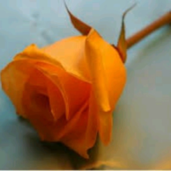 mlovely2